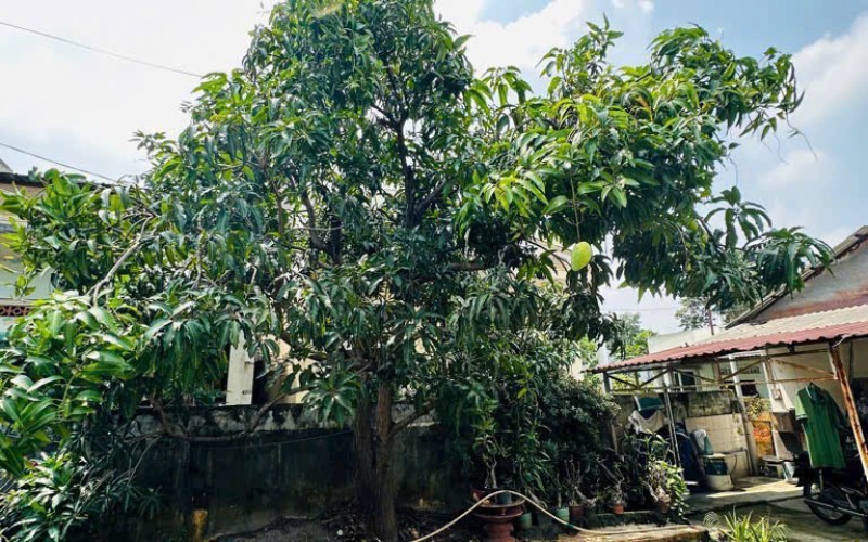 Dành cho Khách Xây CHDV - BIỆT THỰ . Bán Khuôn Đất HXH Âu Cơ Quận Tân Bình. 8,5m x 25m nở hậu 17m. CTXD Hầm 5 Tầng. Giá 27 Tỷ 500